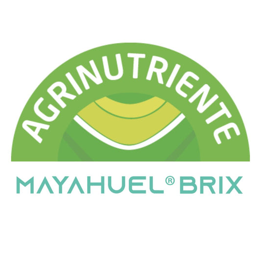MAYAHUEL BRIX